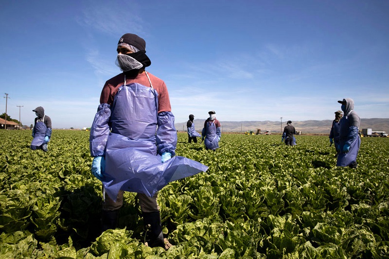 Los trabajadores mexicanos en EU desempeñaron un papel importante durante la pandemia. (Especial)