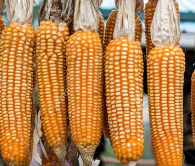 Confirma Corte veto a maíz transgénico. Reforma |