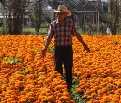 Los productores ya se encuentran listos para la venta de flores de cempasúchil, emblemáticas del Día de Muertos. Foto: Cuartoscuro