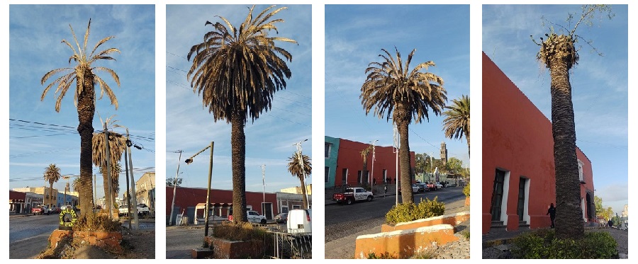 En la zona de El Alto fueron dictaminadas 18 palmeras con alguna enfermedad: 16 de éstas, ubicadas en la 14 Oriente, por “amarillamiento letal”, y 2 más por “picudo de palma”. (Especial)