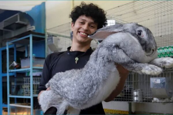 Estudiante en Puebla cría los conejos más grandes del mundo Un estudiante de la BUAP cría los conejos más grandes del mundo en Puebla, México. Foto: EFE