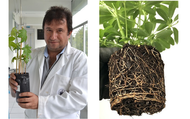 Con bacterias promotoras de crecimiento vegetal, investigadores BUAP estabilizan concentraciones de metales pesados en suelos. (Especial)