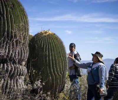 Miembros de Los Guardianes del Cerro muestran biznagas gigantes en Ojo de Agua, en Guanajuato. (Especial)