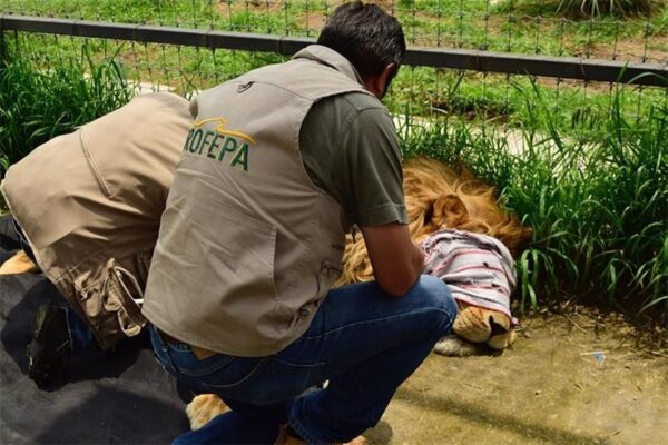 Ven obstáculos en traslados de animales rescatados Será en los próximos días y en los resultados de los diversos estudios que se les hagan a los grandes felinos, para que se decida si podrían solicitar el resguardo de tigres y leones. Foto Cuartoscuro